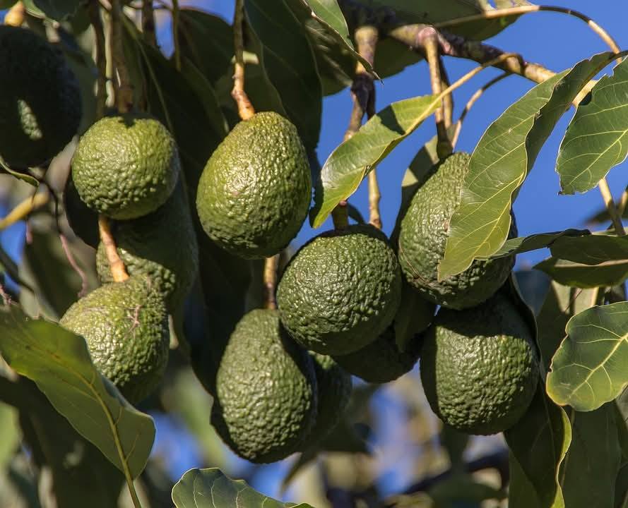 صورة من المنشور