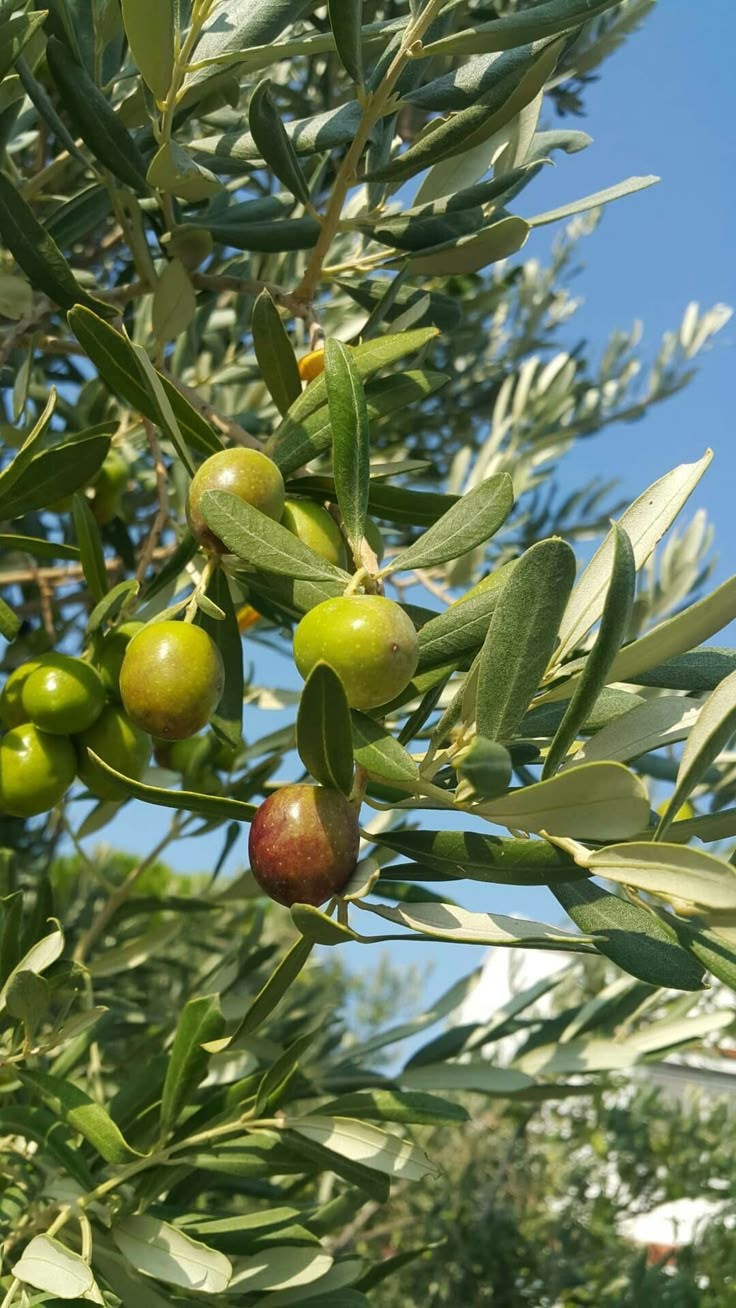 صورة من المنشور