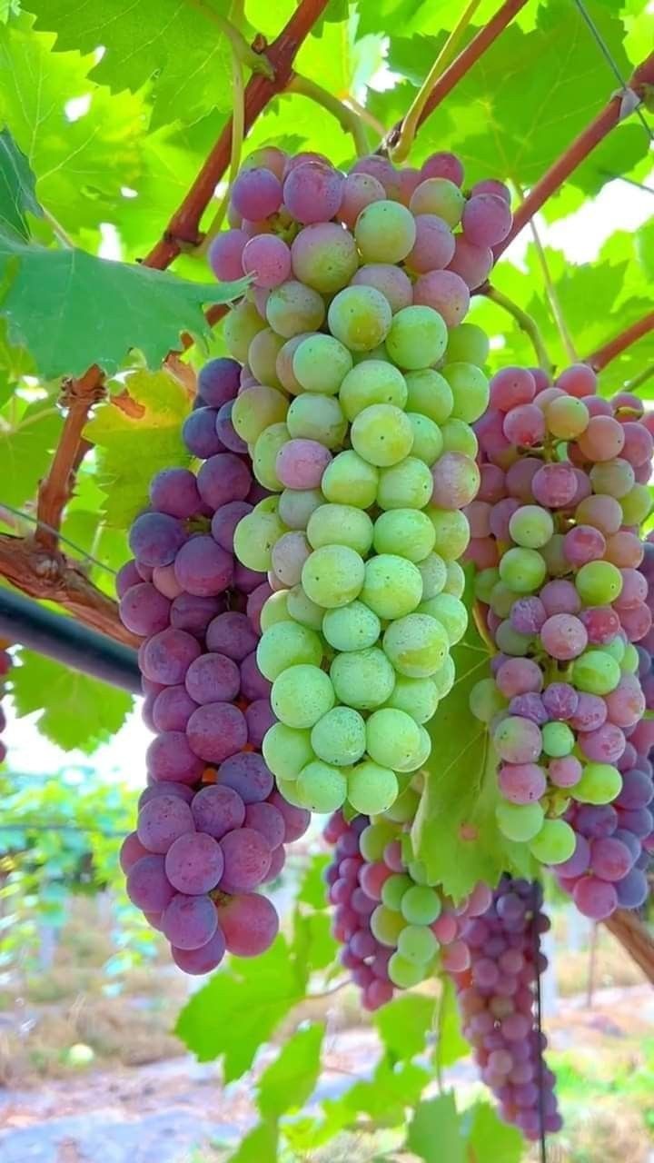 صورة من المنشور